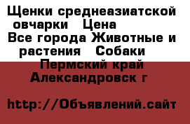 Щенки среднеазиатской овчарки › Цена ­ 20 000 - Все города Животные и растения » Собаки   . Пермский край,Александровск г.